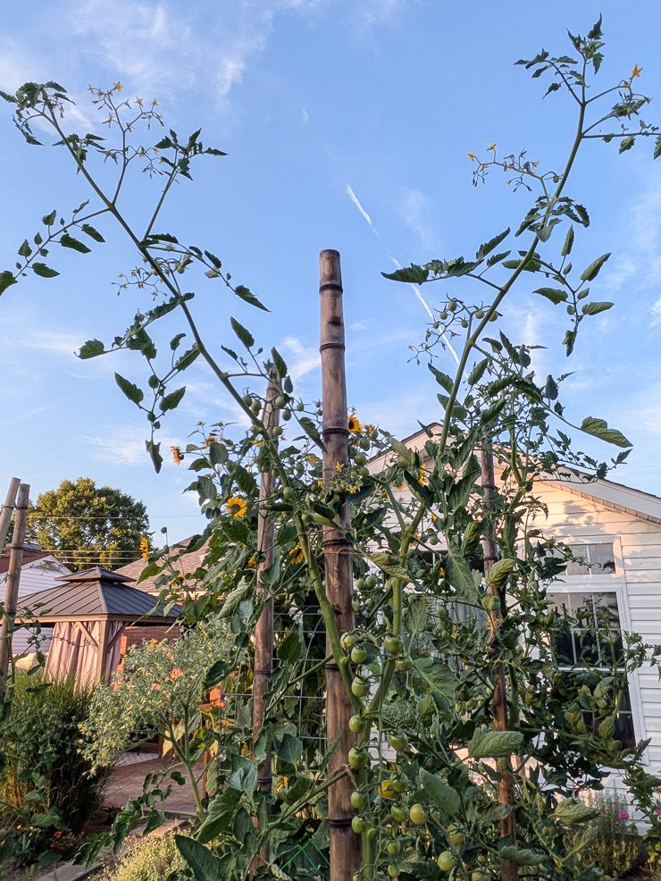tomatoes growing up bamboo poles