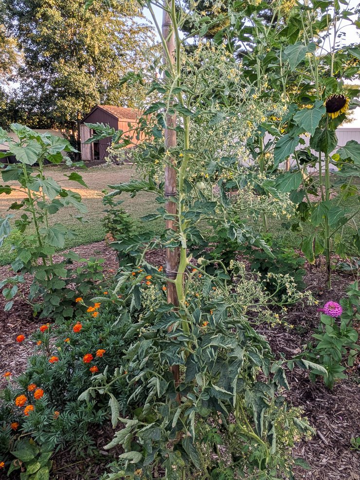 norfolk healthy purple tomato plant growing up a stake