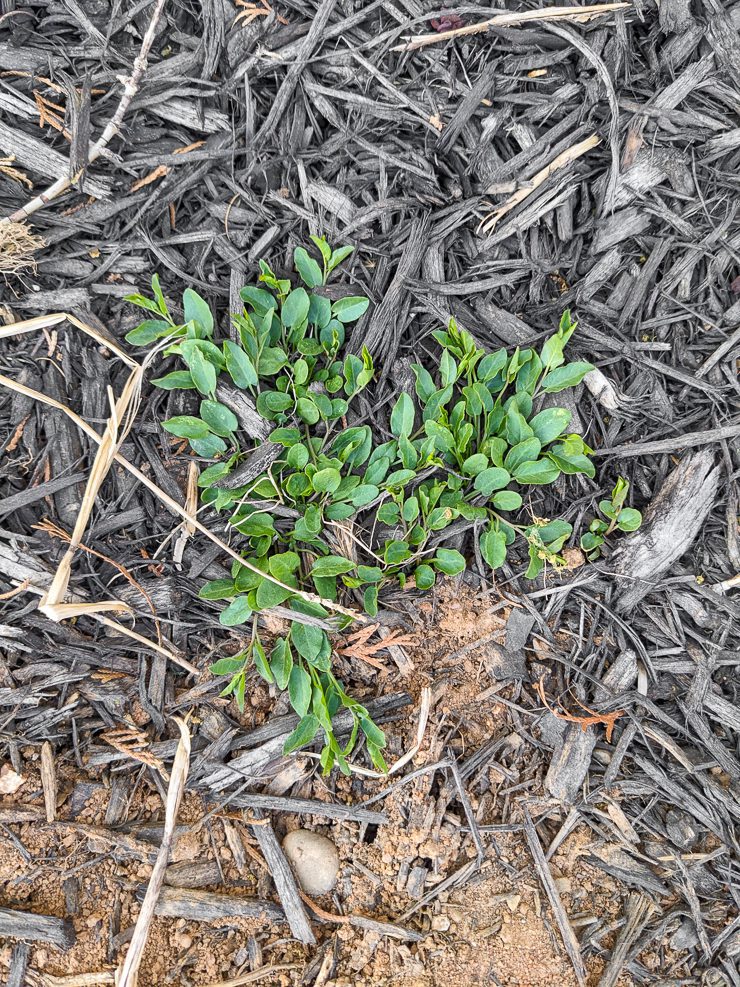 bindweed