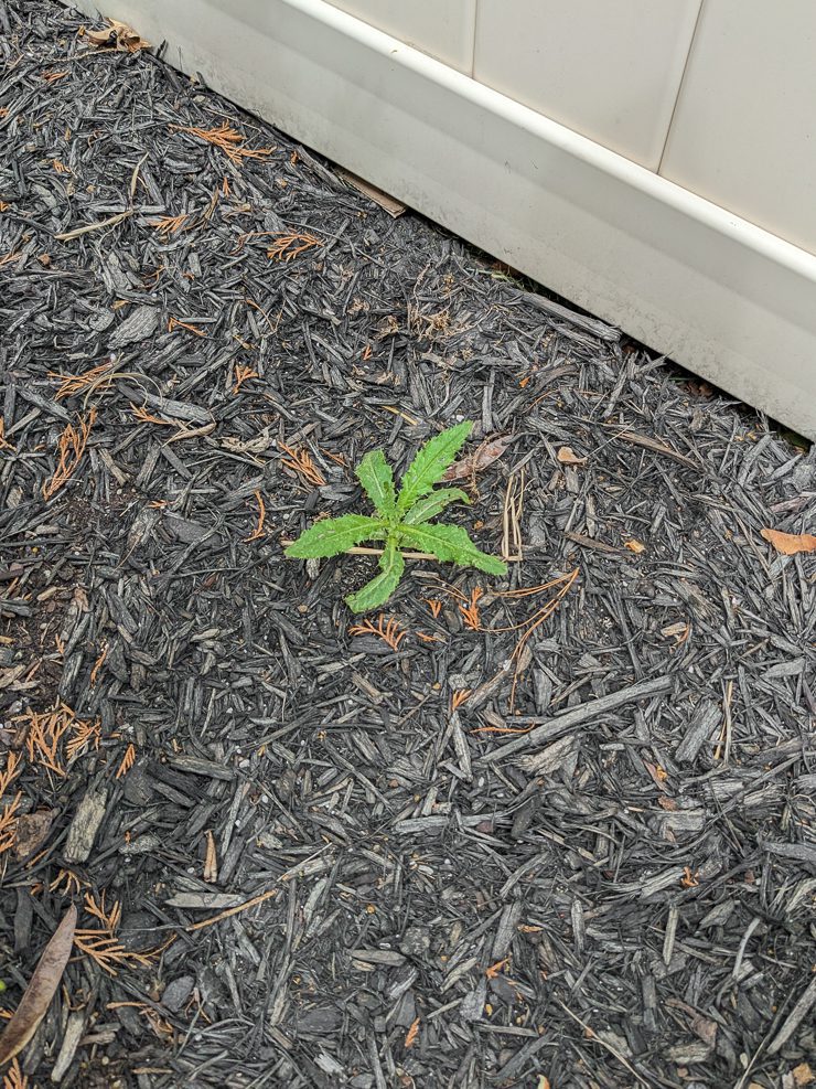 weed