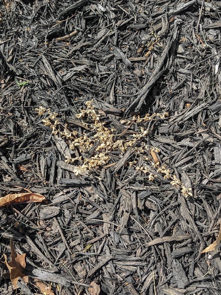 bindweed foliage after spraying with vinegar