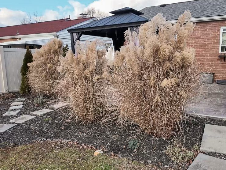 dried ornamental grasses