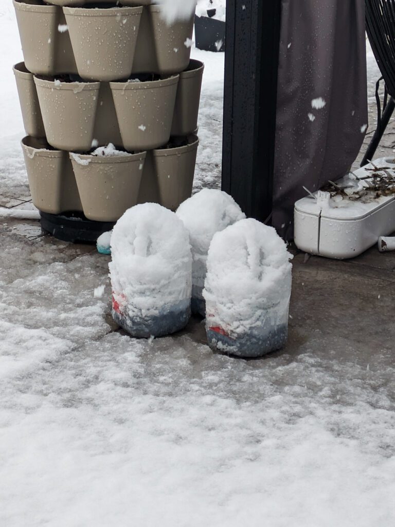 snow on winter sown seed jugs