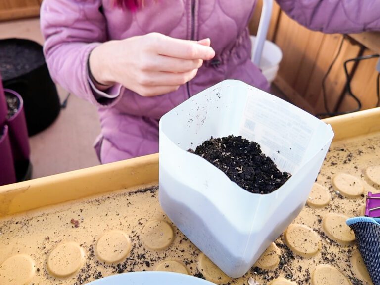 adding soil and seeds to a winter sowing jug