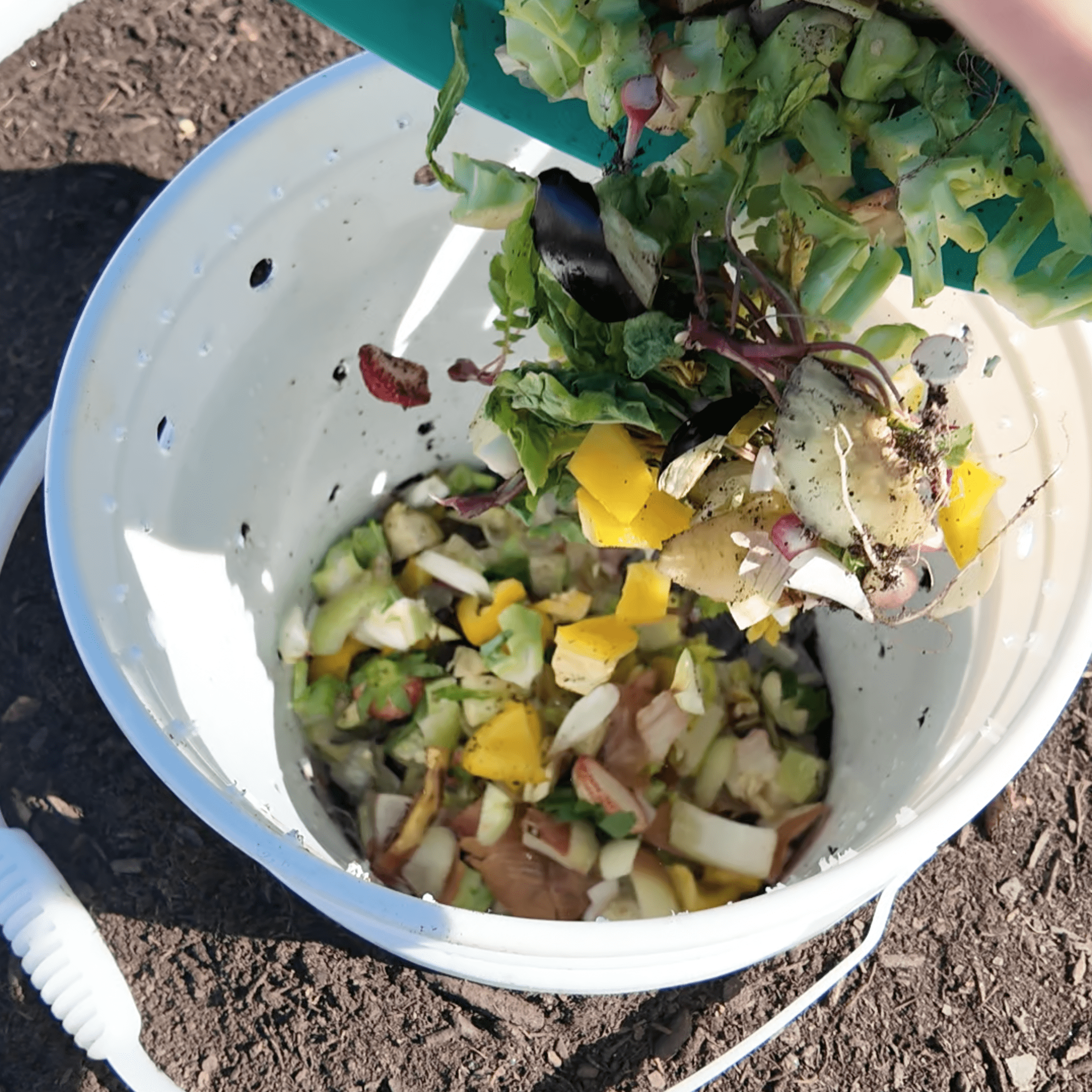 adding kitchen scraps to the bucket