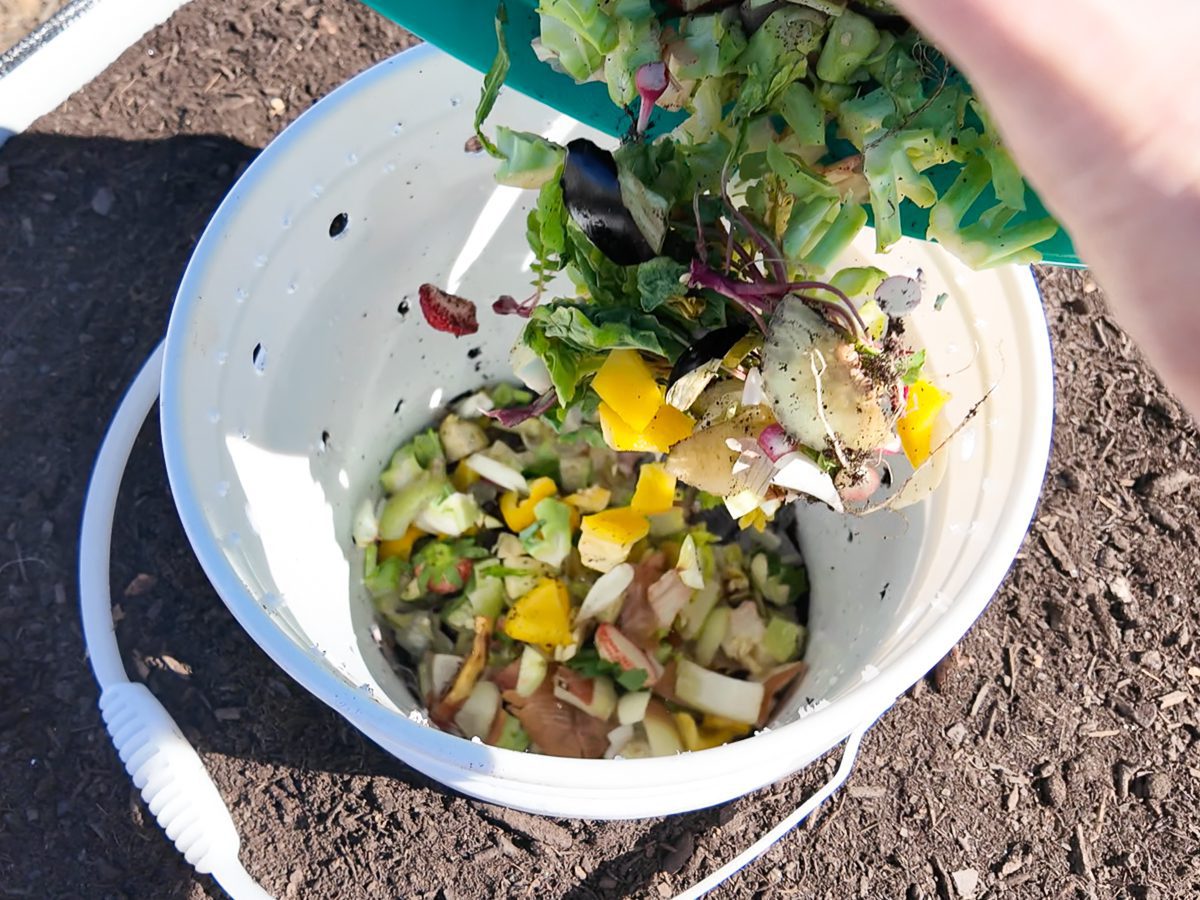 dumping food scraps into compost bin