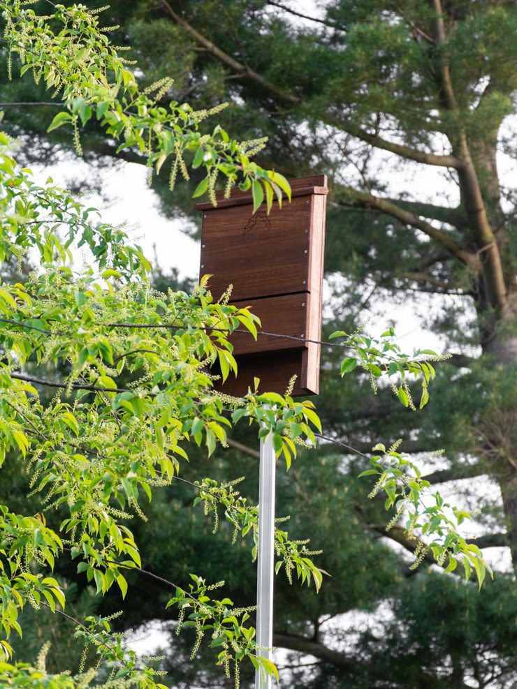 bat house mounted on a pole