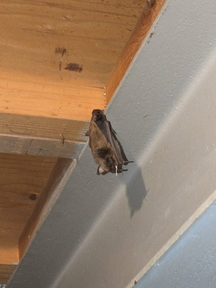 bat in a basement