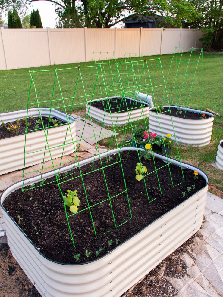 raised beds with a-frame trellises
