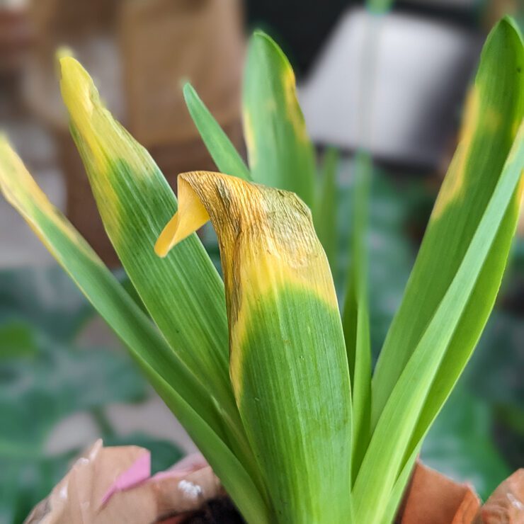 hyacinth leaves beginning to die