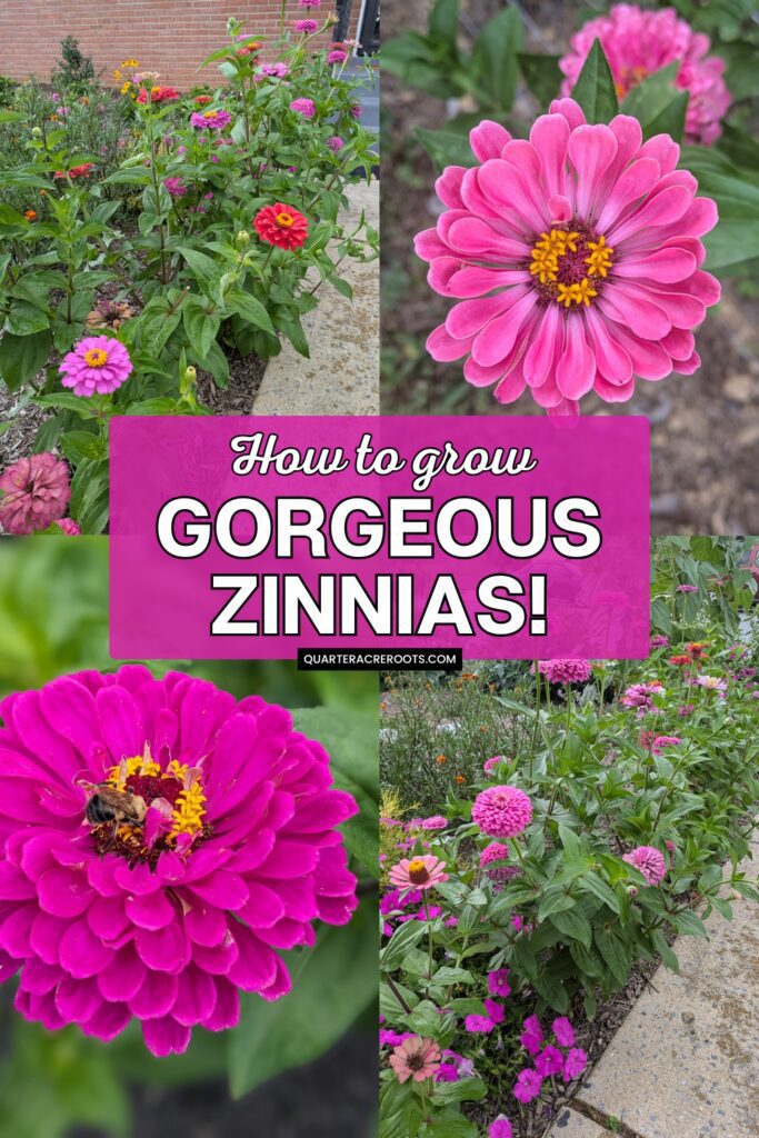 collage that says how to grow gorgeous zinnias