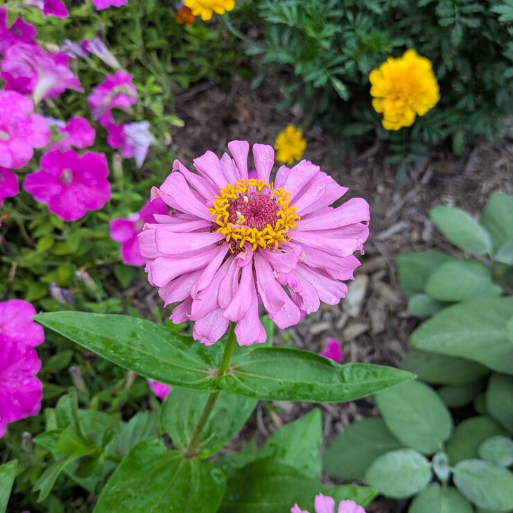 pink zinnia