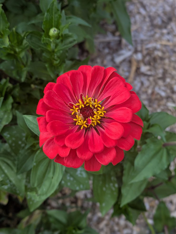 red zinnia