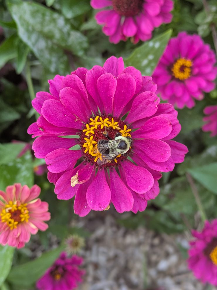 pink zinnia with a bee on it