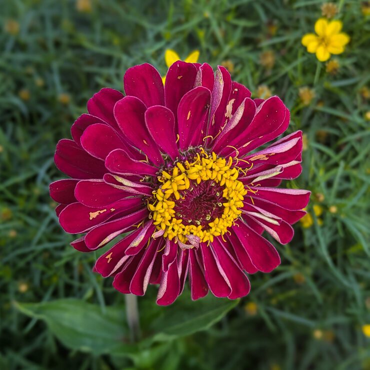 red zinnia