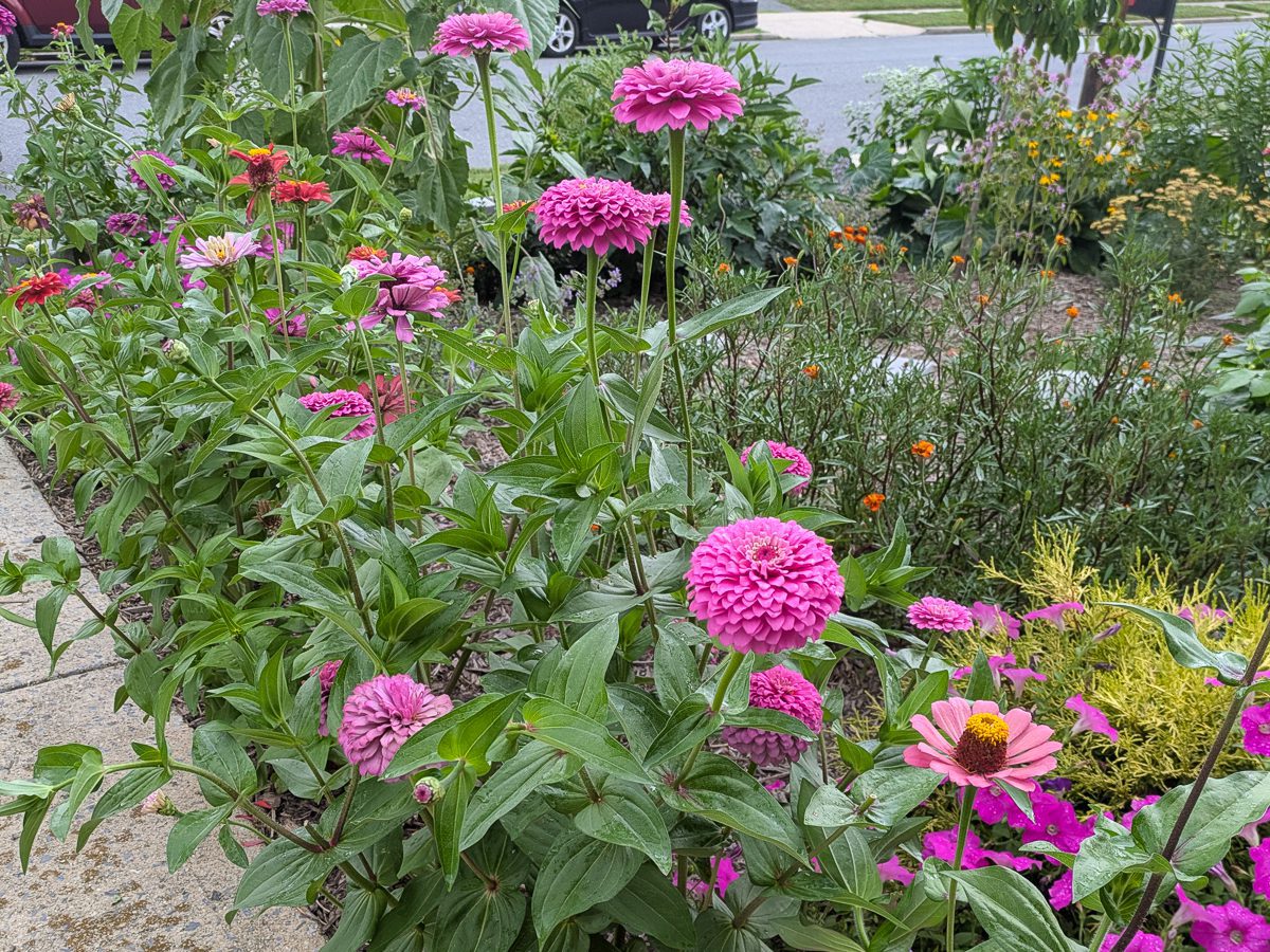 pink zinnias in a front yard