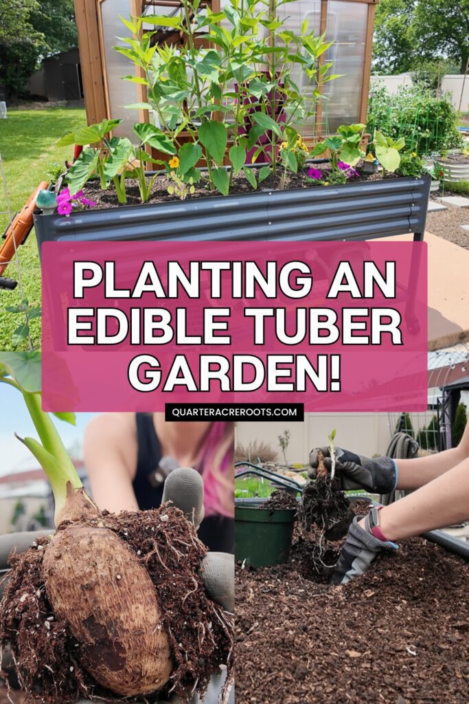 collage that says planting an edible tuber garden with pictures of plants