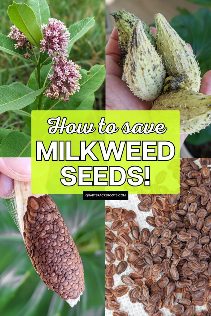 collage that says how to save milkweed seeds with pictures of the process