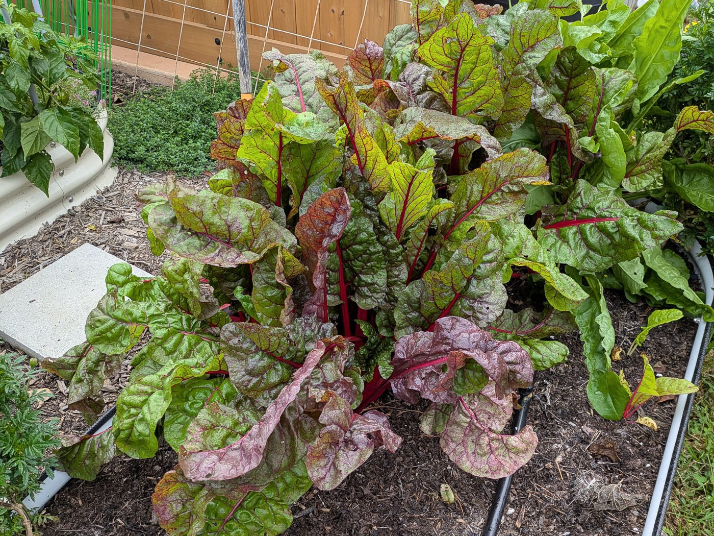 swiss chard growing in a garden