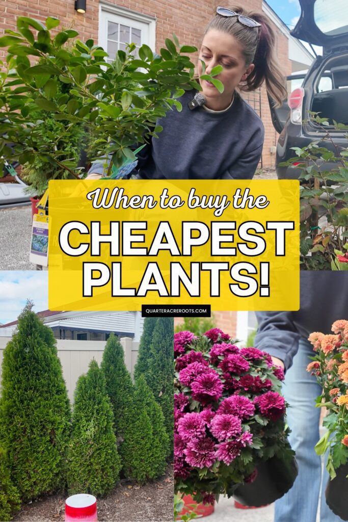 collage that says when to buy the cheapest plants with pictures of flowers and shrubs