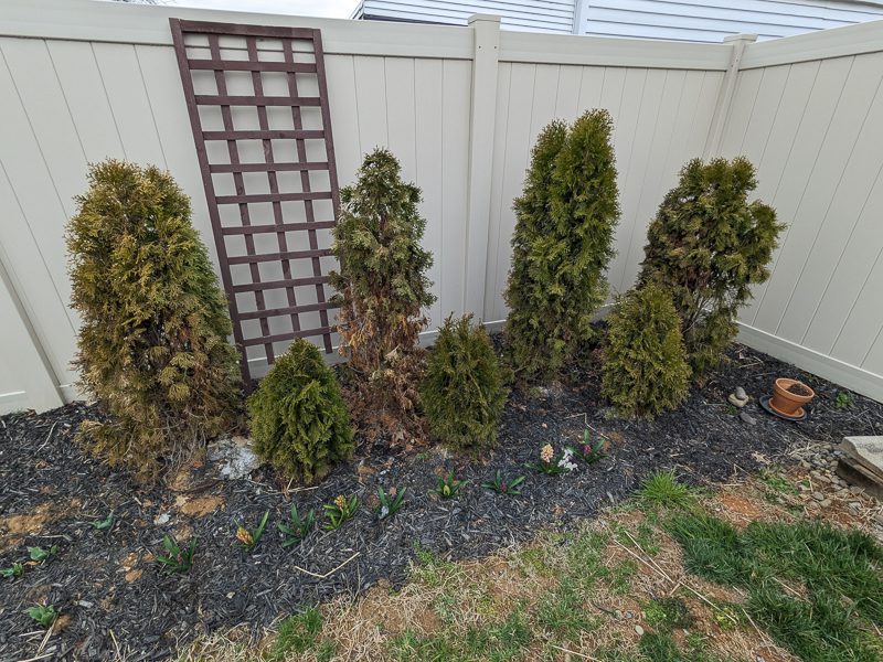 line of clearance emerald green arborvitae
