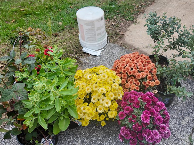 plants grouped together on a driveway