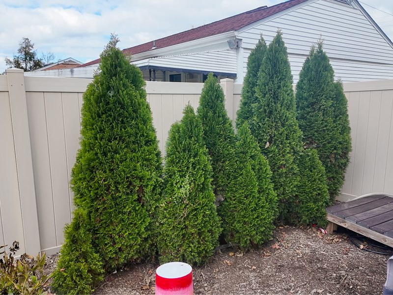 line of emerald green arborvitae privacy shrubs