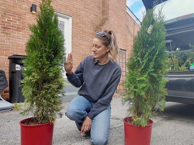 woman with two emerald green arborvitae