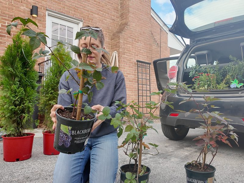 woman holding blackberry plants