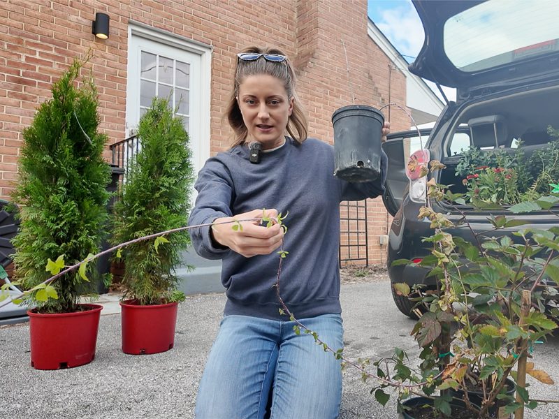 woman holding a black raspberry plant