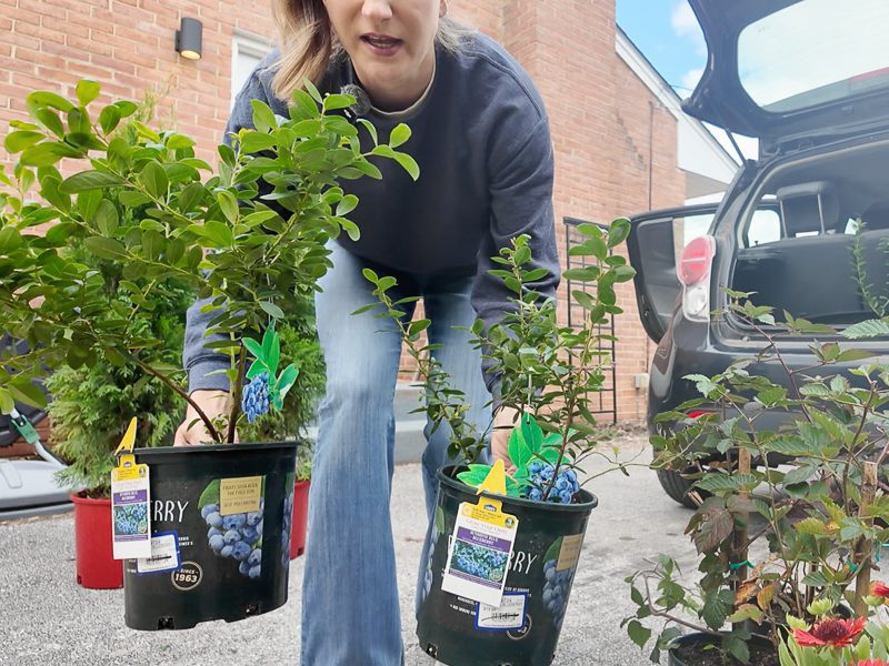 woman holding blueberry plants