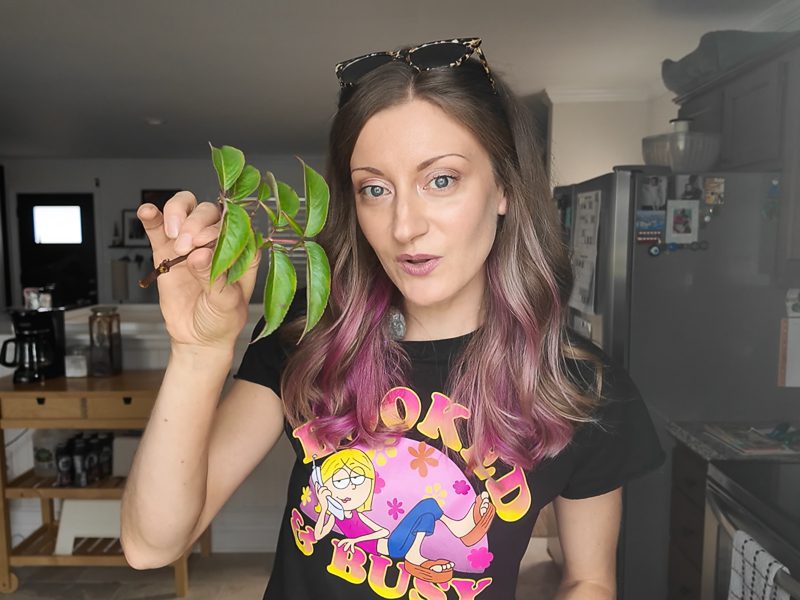 woman holding an elderberry cutting