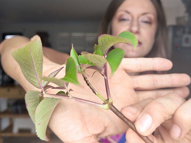 softwood elderberry cutting