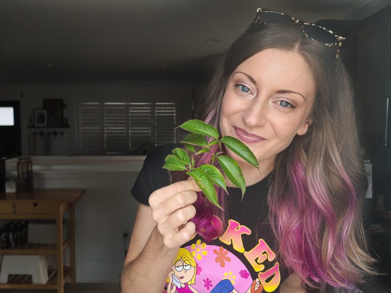 woman holding an elderberry cutting