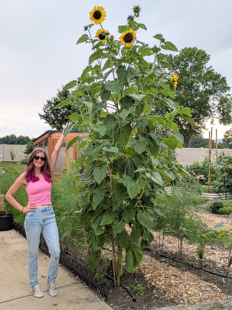 woman standing next to tall sunflowers