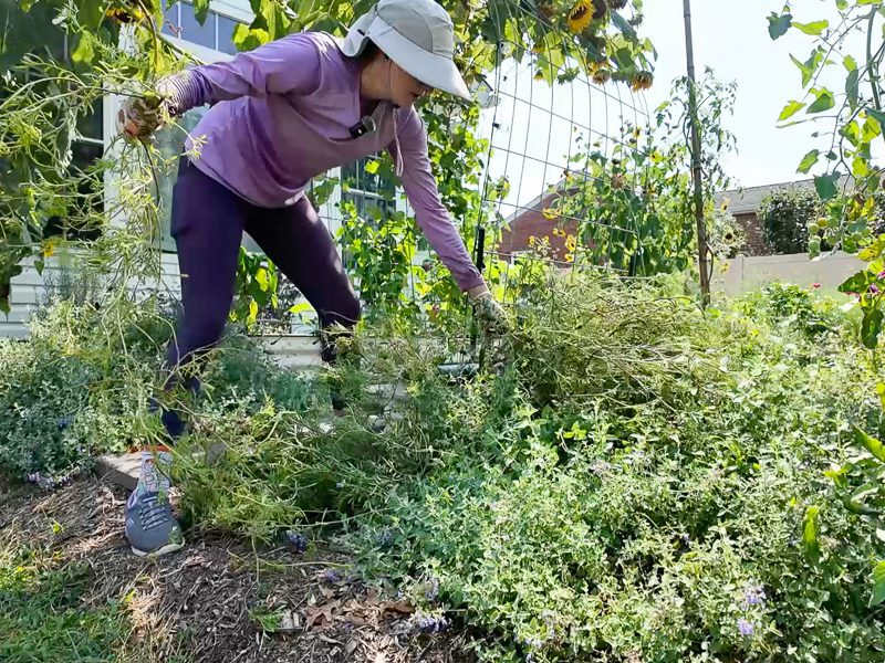 woman cutting back a plant