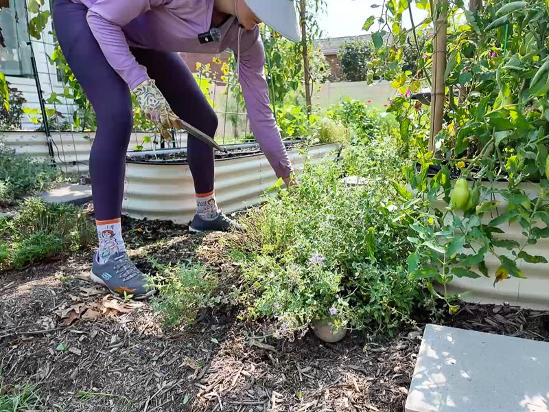 woman cutting back catmint