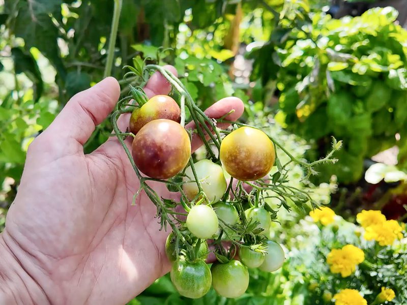 purple tomatoes ripening