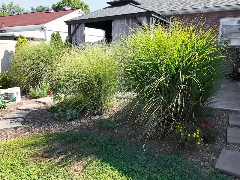 Miscanthus grasses