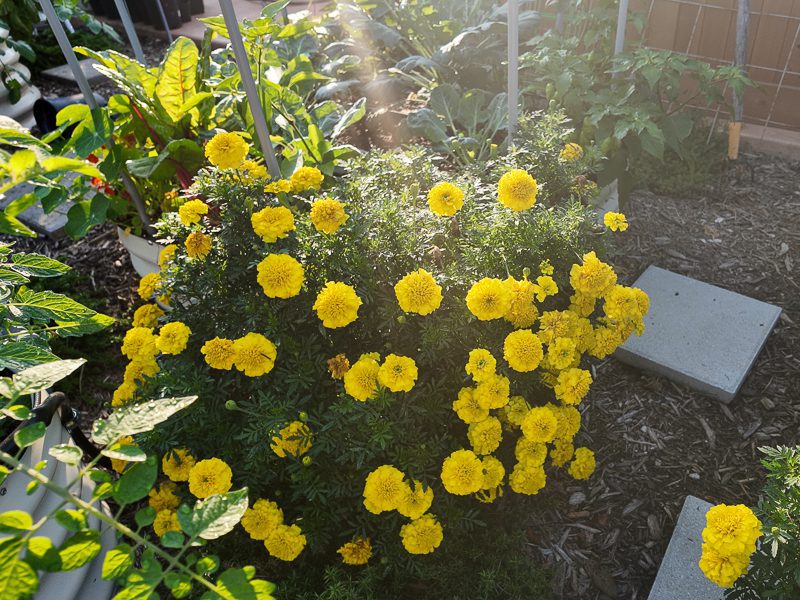 yellow marigolds