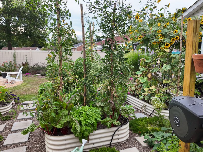 tomatoes and other plants growing in a garden
