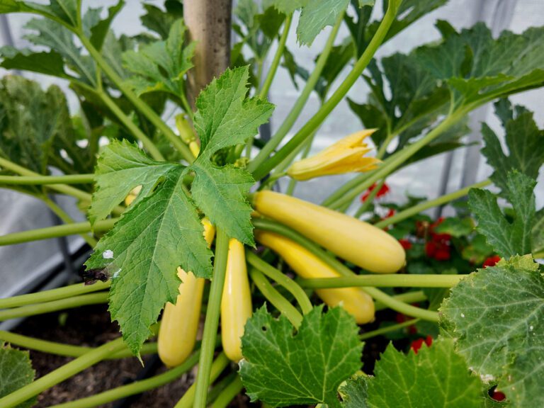 vertical yellow squash