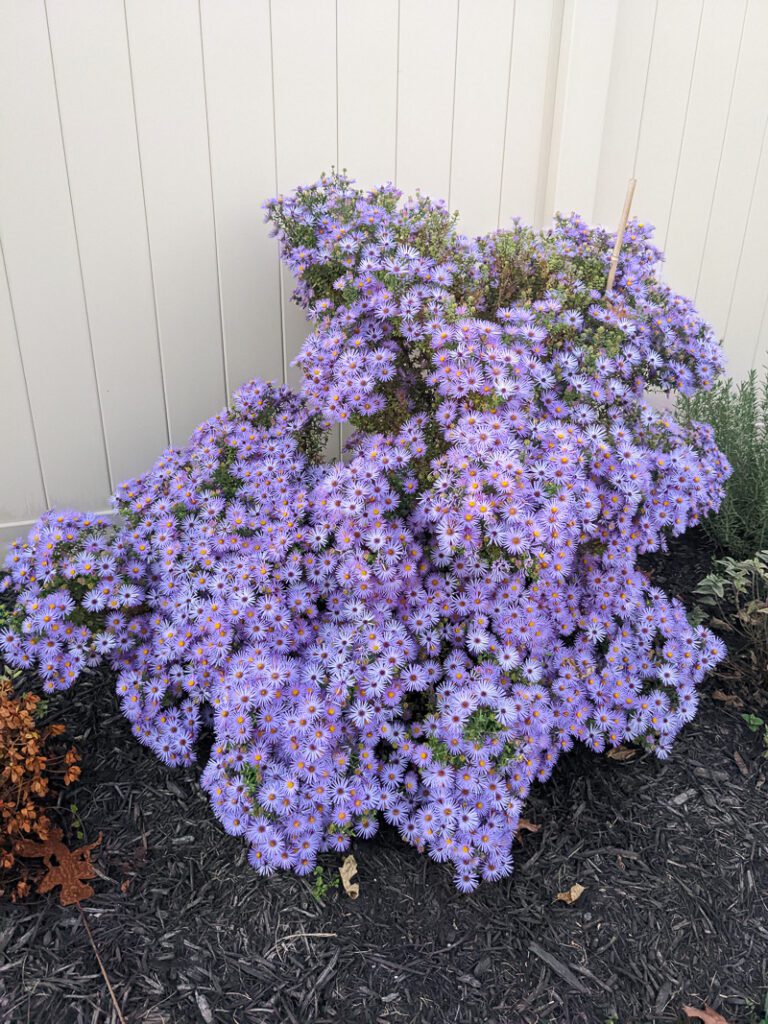 raydon's favorite aster in bloom