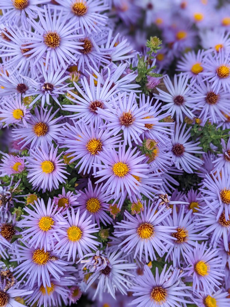 raydon's favorite aster in bloom