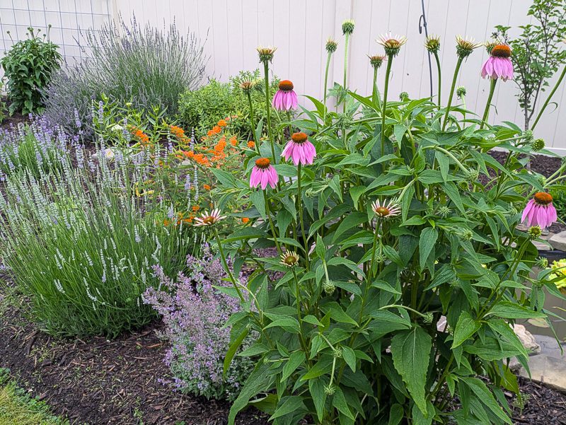 coneflowers and other plants by a pond