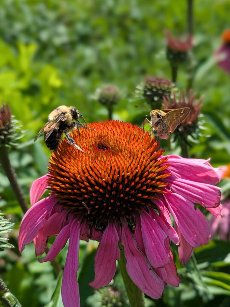 bugs on a coneflower bloom
