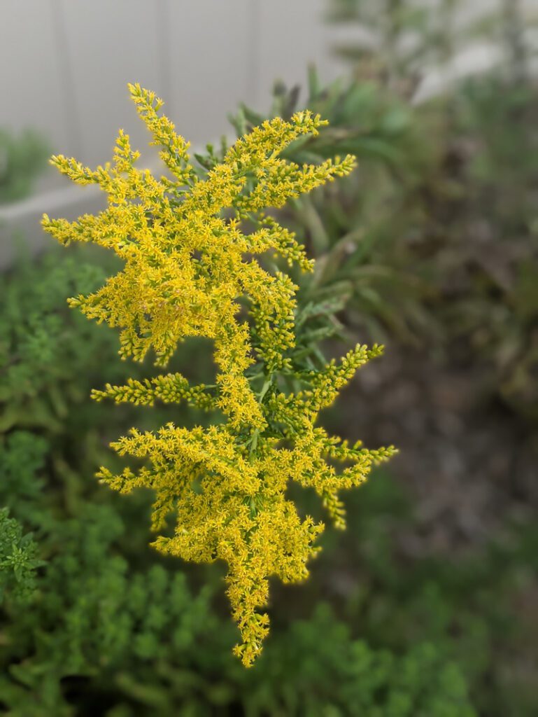 goldenrod flowers