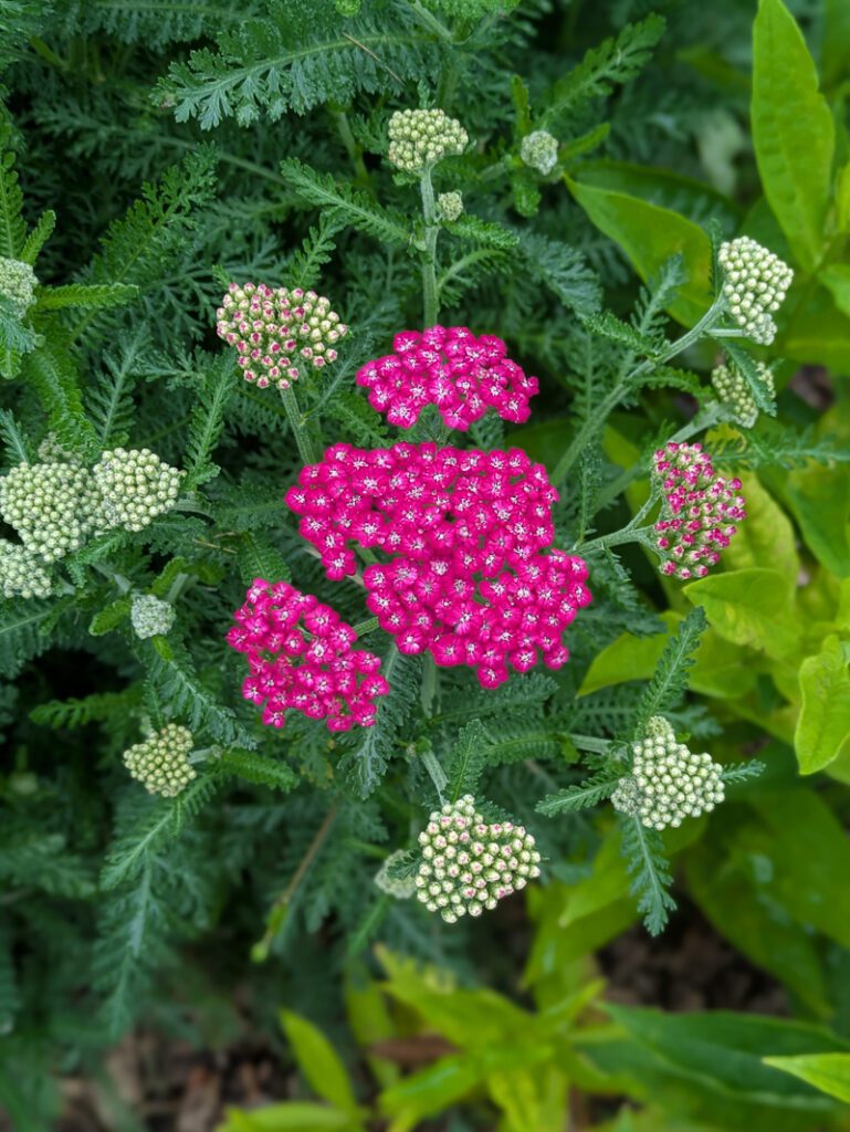 pink yarrow