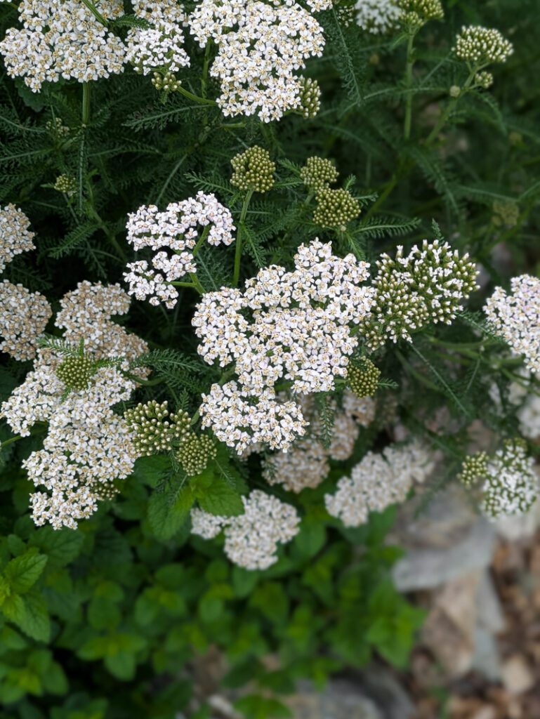 white yarrow