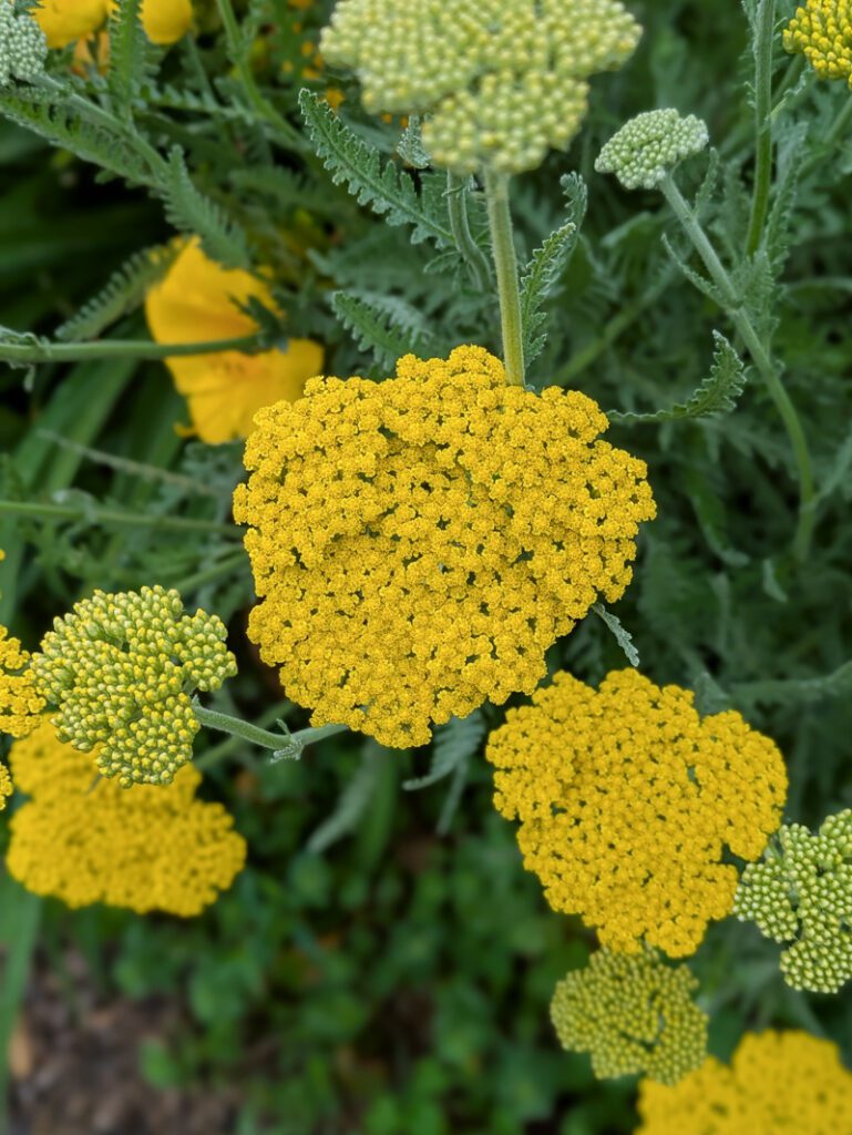 yellow yarrow